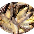 Chọn mua những con rô đồng to béo khỏe